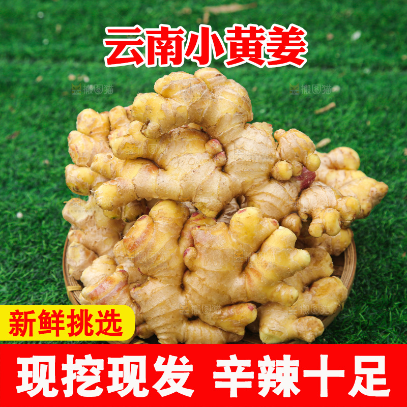 浅底上的小黄姜