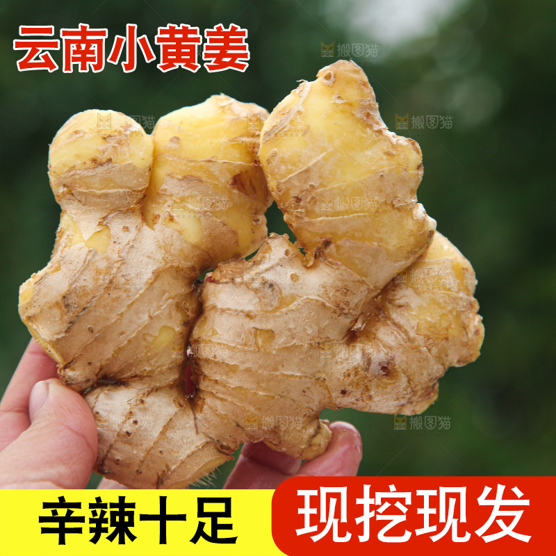 手上拿的小黄姜