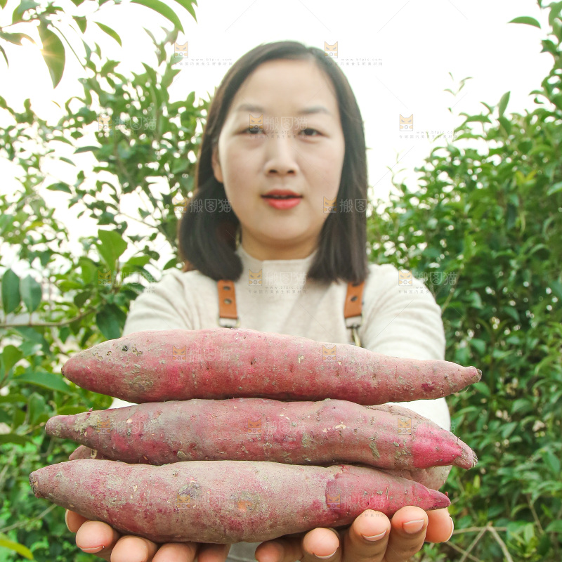 手上拿的红瑶蜜薯