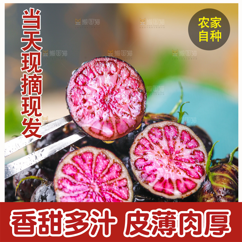 浅底上的红果参