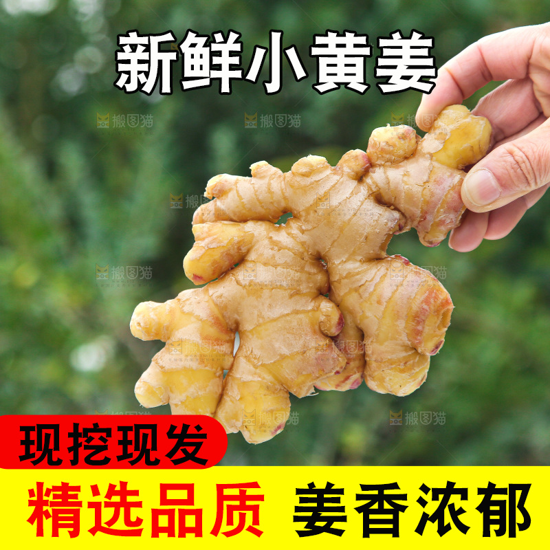 手上拿的小黄姜