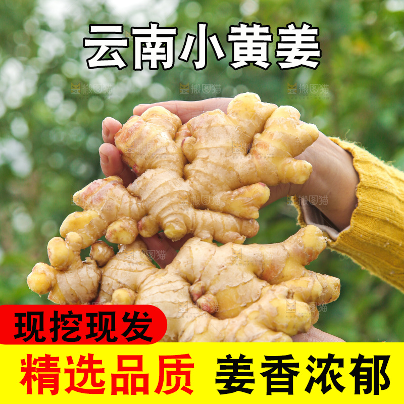 手上拿的小黄姜