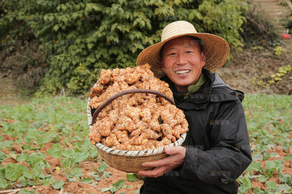篮子里装着新鲜小黄姜