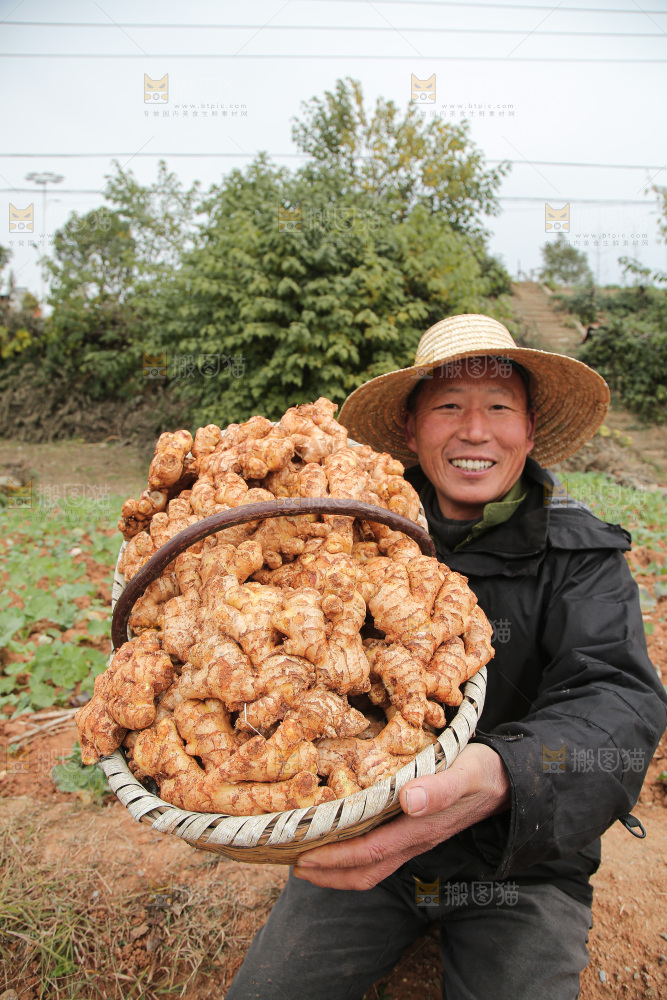 篮子里装着新鲜小黄姜