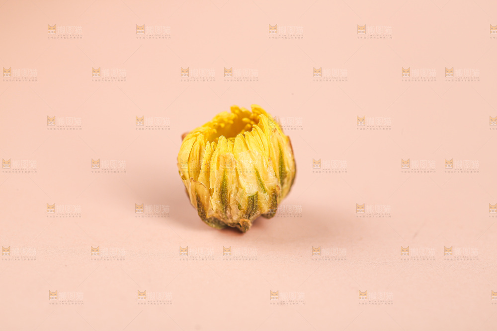 浅底上的胎菊