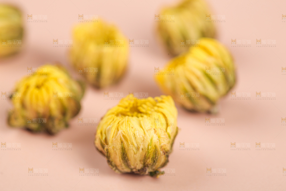 浅底上的胎菊