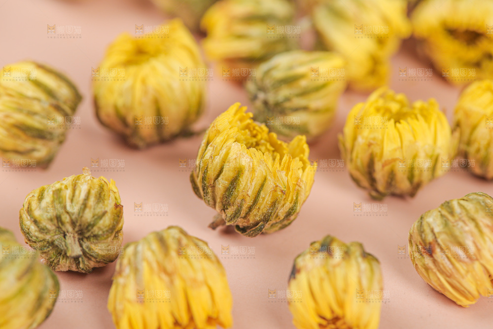 浅底上的胎菊