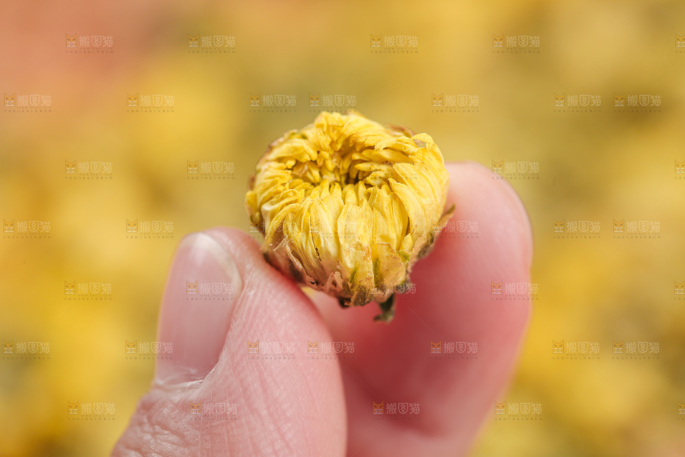 浅底上的胎菊
