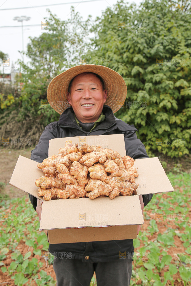 箱子里装着新鲜小黄姜