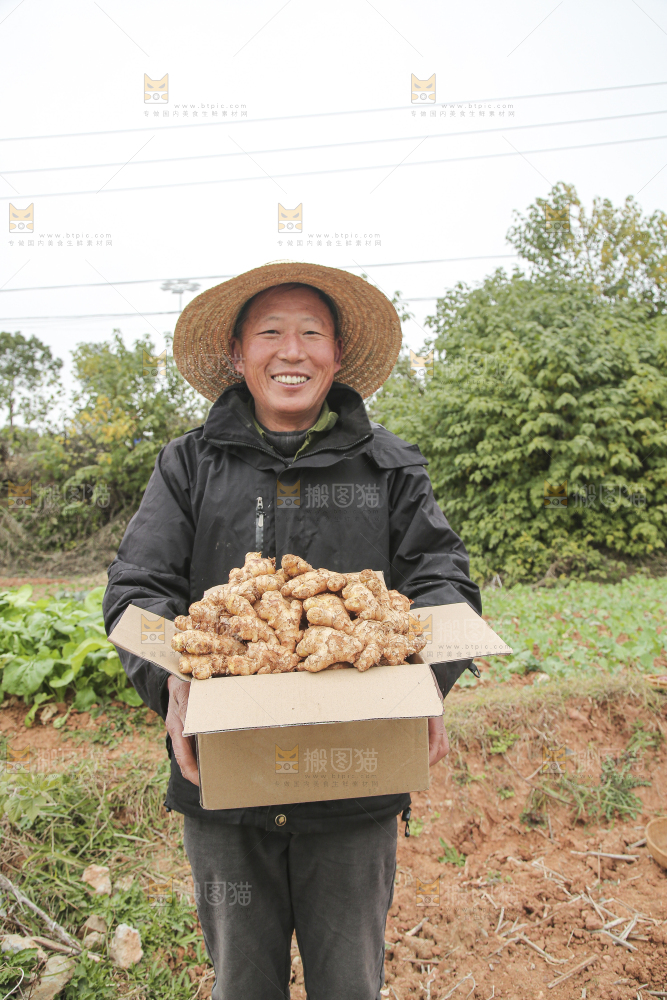 箱子里装着新鲜小黄姜