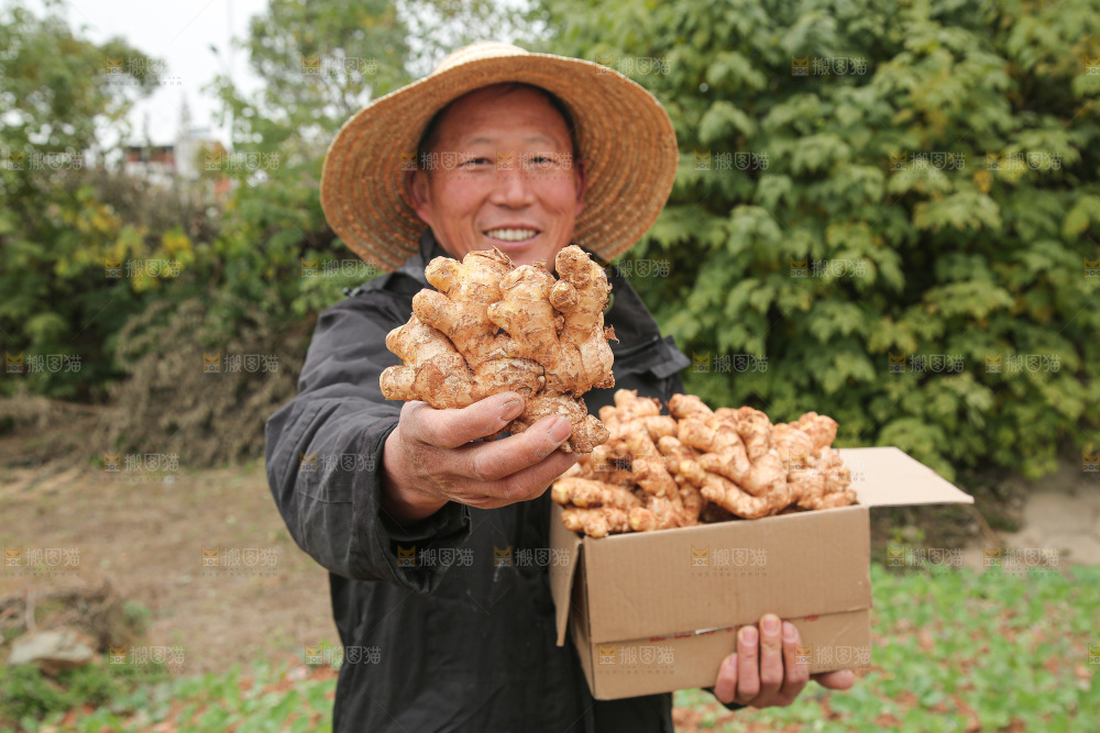箱子里装着新鲜小黄姜