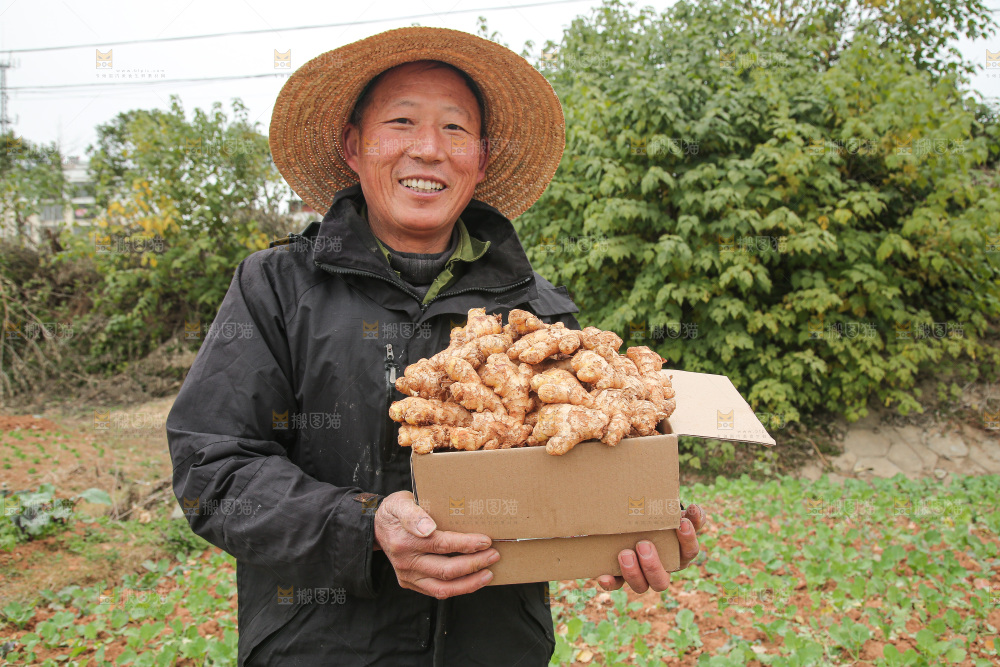 箱子里装着新鲜小黄姜
