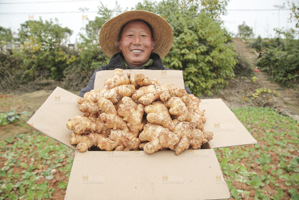 箱子里装着新鲜小黄姜