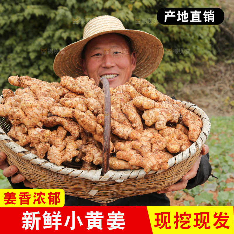 篮子里装着新鲜小黄姜