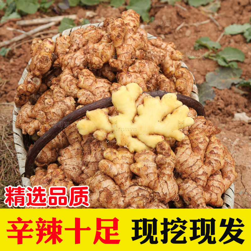 篮子里装着新鲜小黄姜
