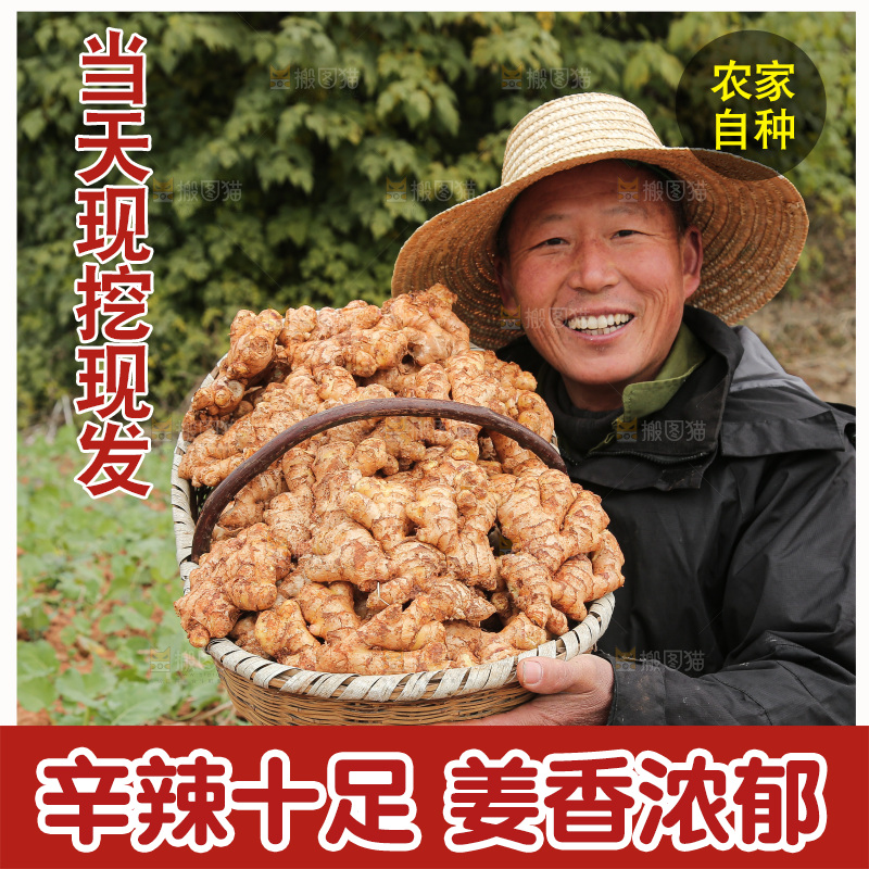 篮子里装着新鲜小黄姜