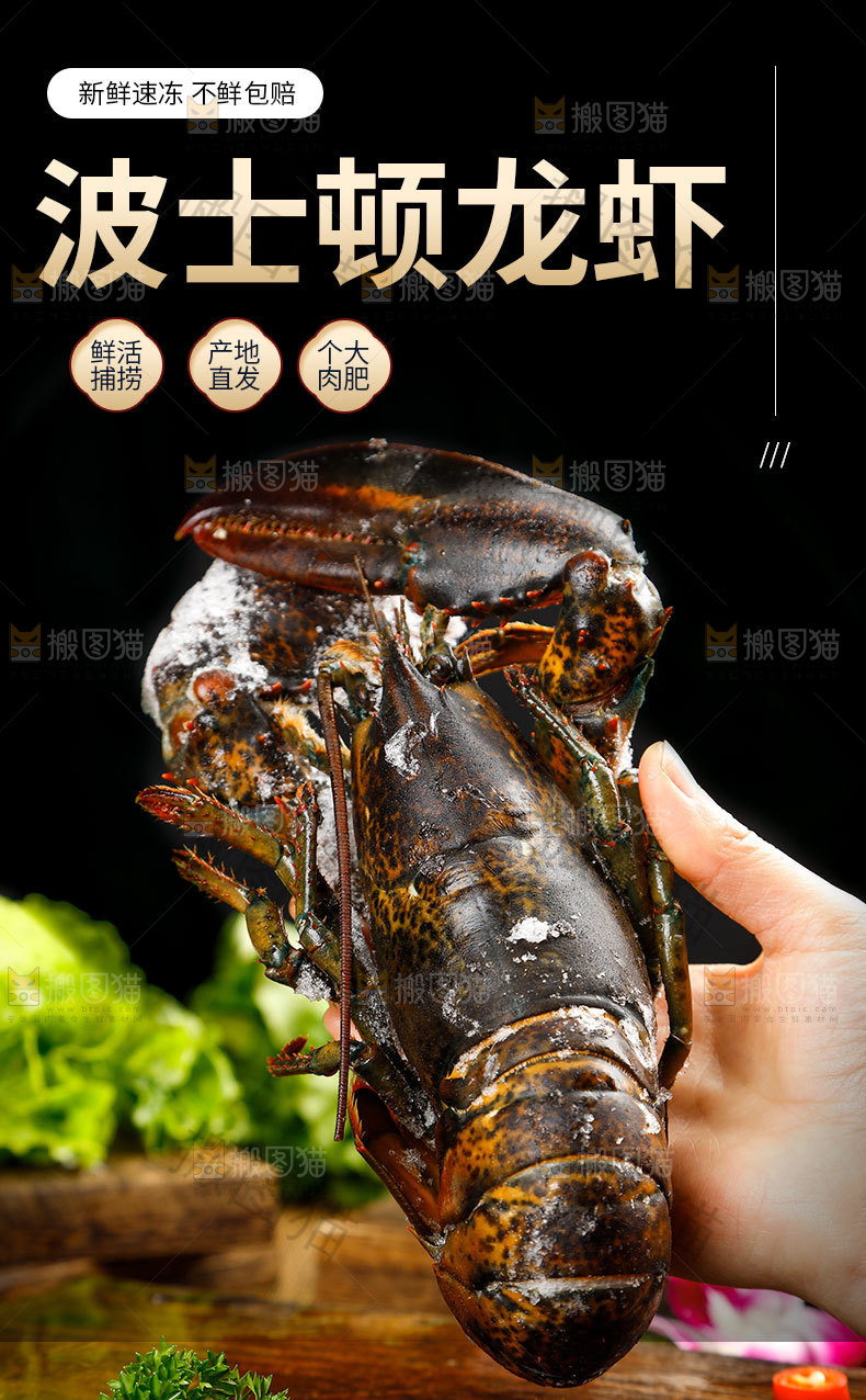 澳龙详情