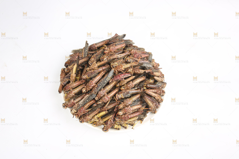 白底上的蚂蚱