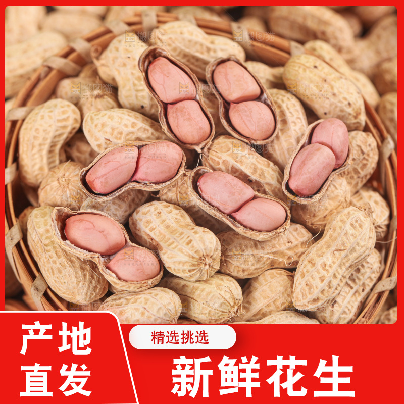 浅底上的生花生
