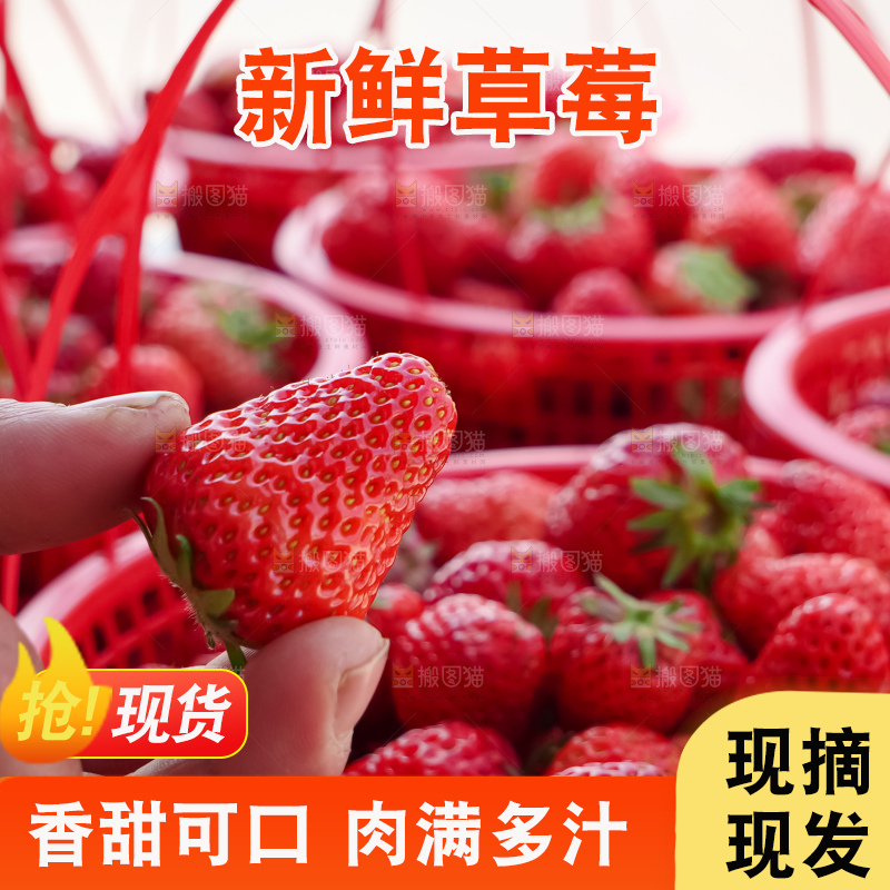 现摘新鲜草莓
