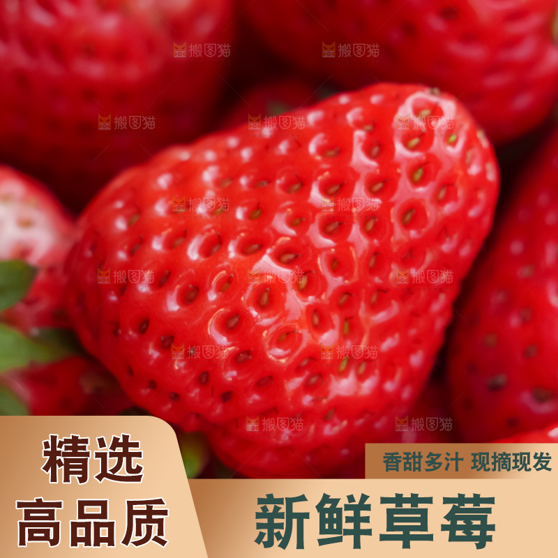 现摘新鲜草莓