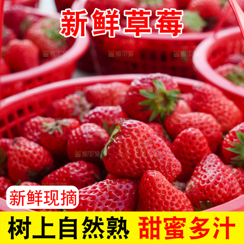 现摘新鲜草莓