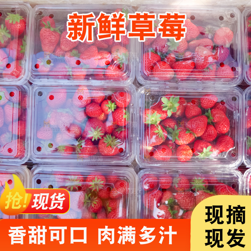 现摘新鲜草莓
