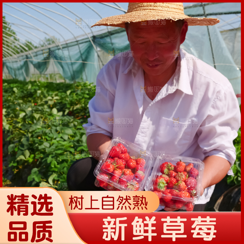 现摘新鲜草莓