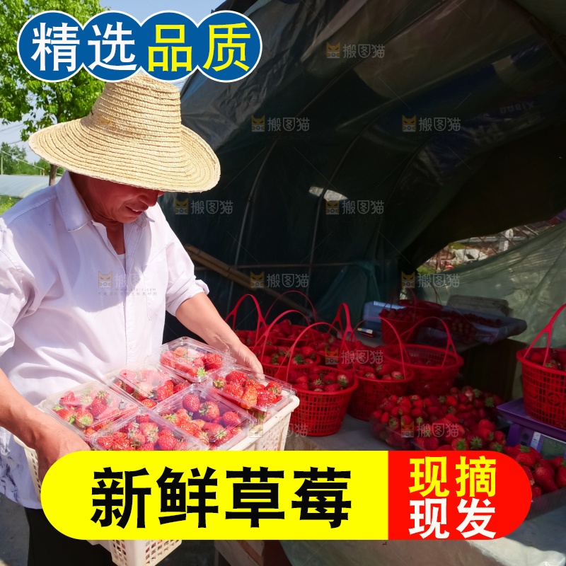 现摘新鲜草莓