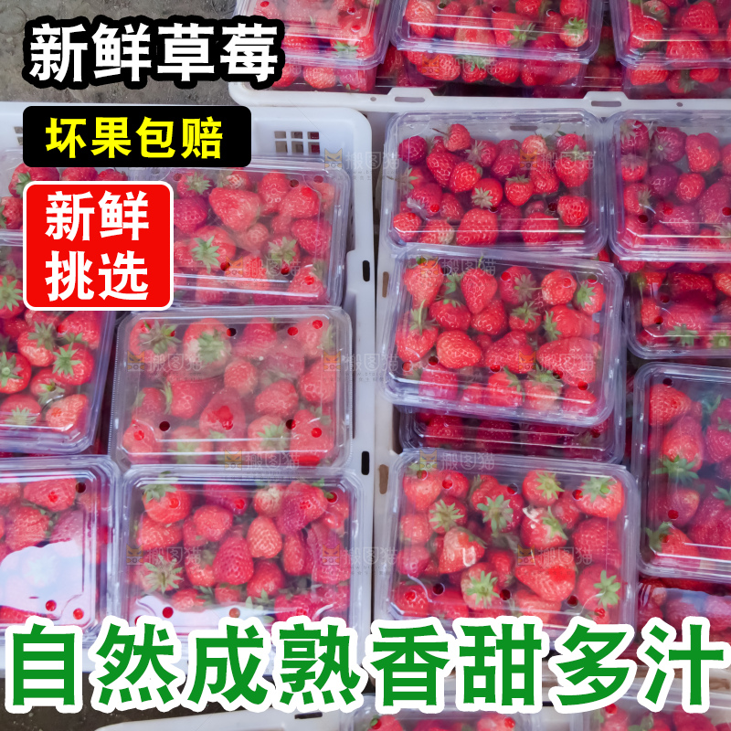 现摘新鲜草莓