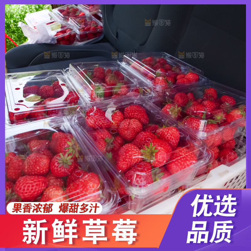 现摘新鲜草莓