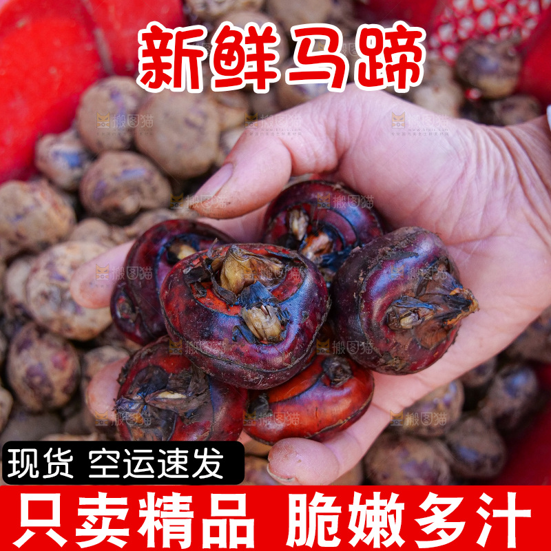浅底上的马蹄