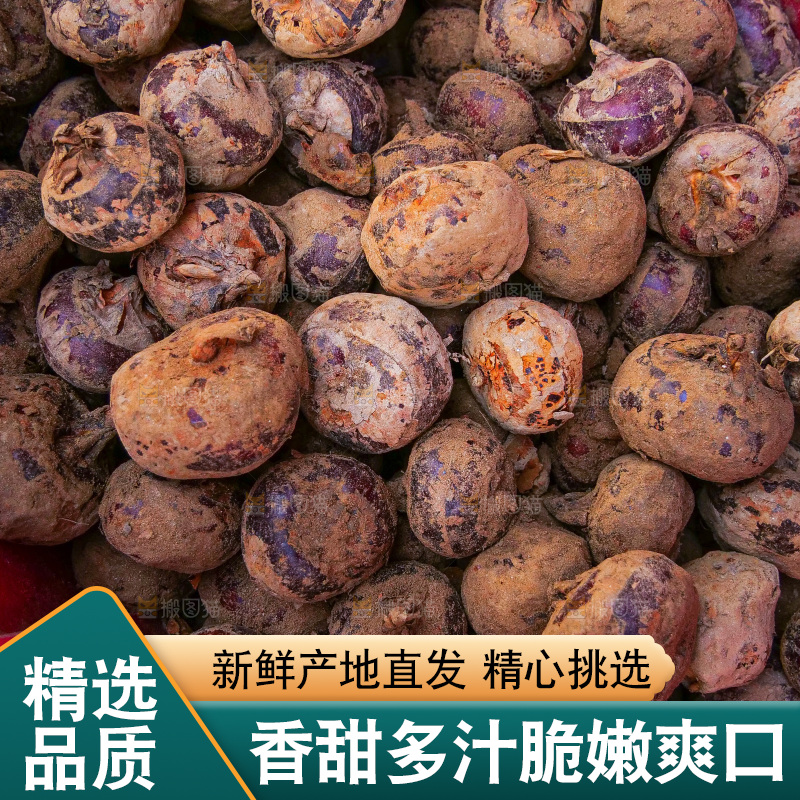 浅底上的马蹄