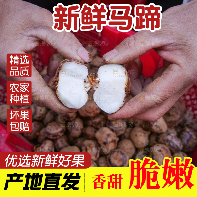 浅底上的马蹄