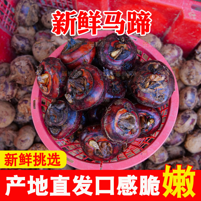 浅底上的马蹄