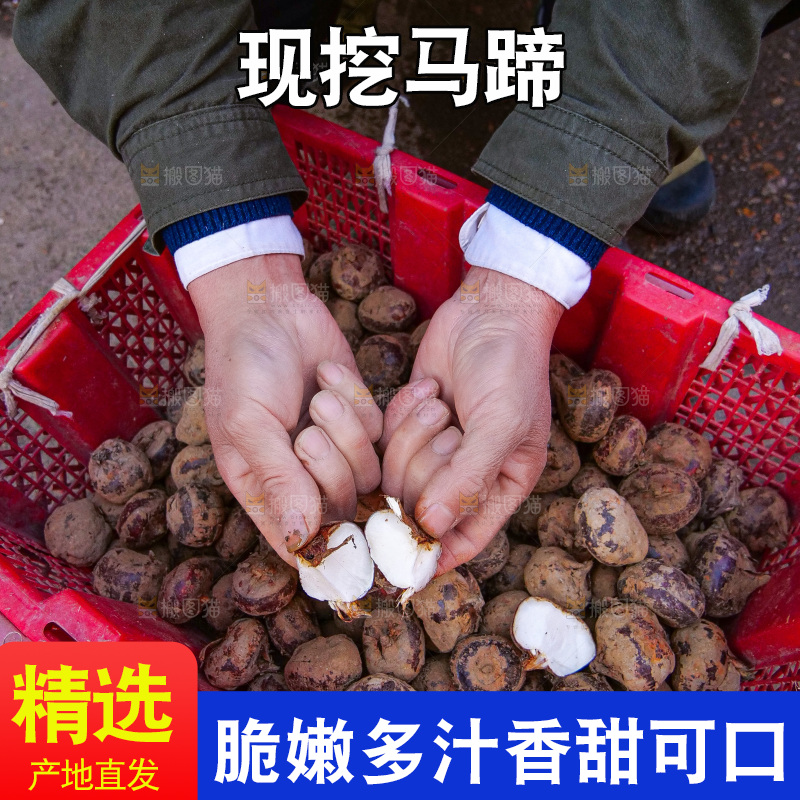 浅底上的马蹄