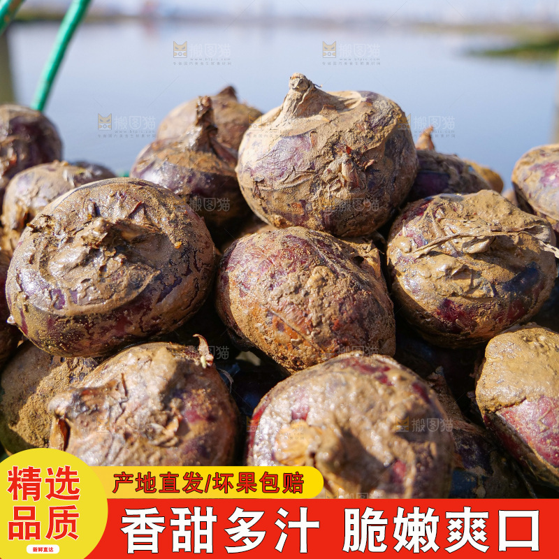 浅底上的马蹄