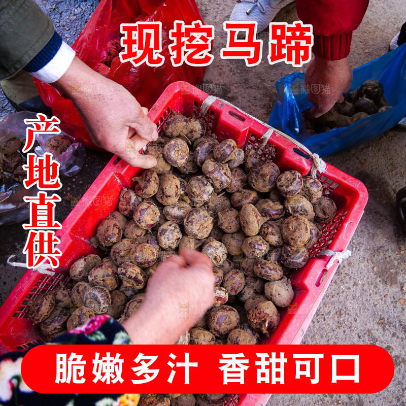 浅底上的马蹄