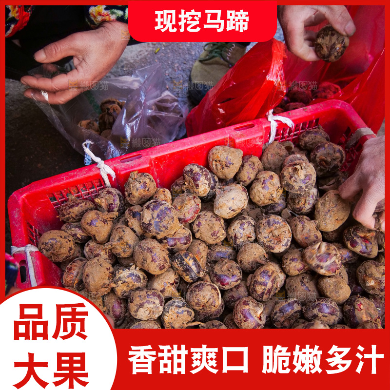 浅底上的马蹄