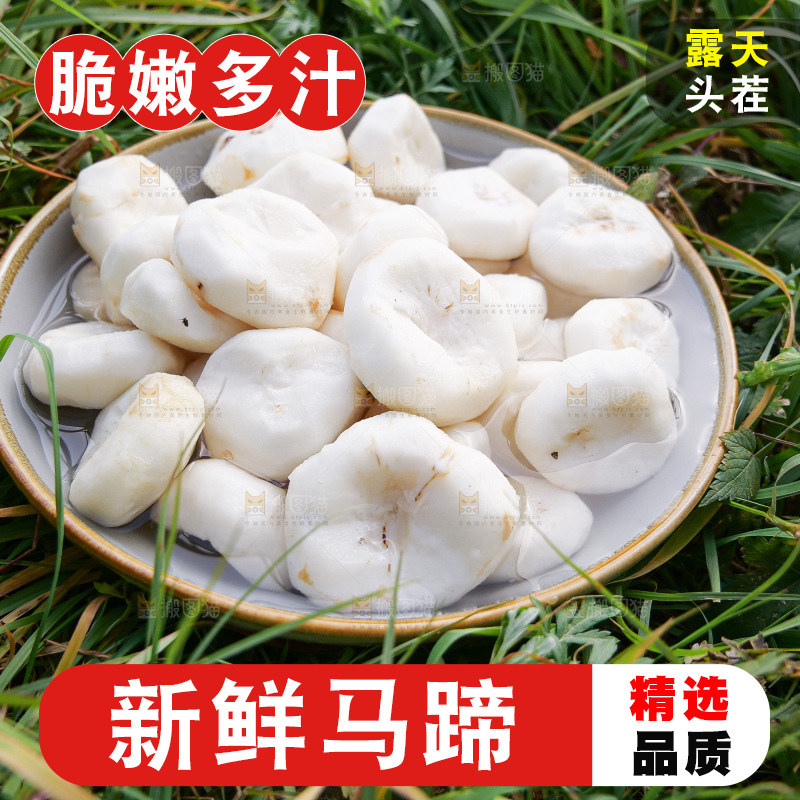 浅底上的马蹄