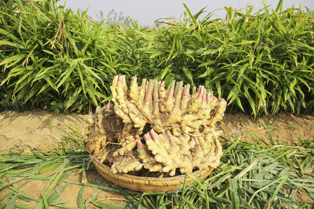 小黄姜产地