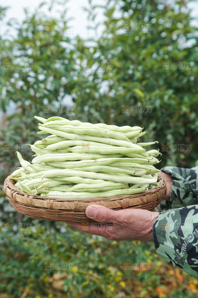新鲜采摘的白芸豆角
