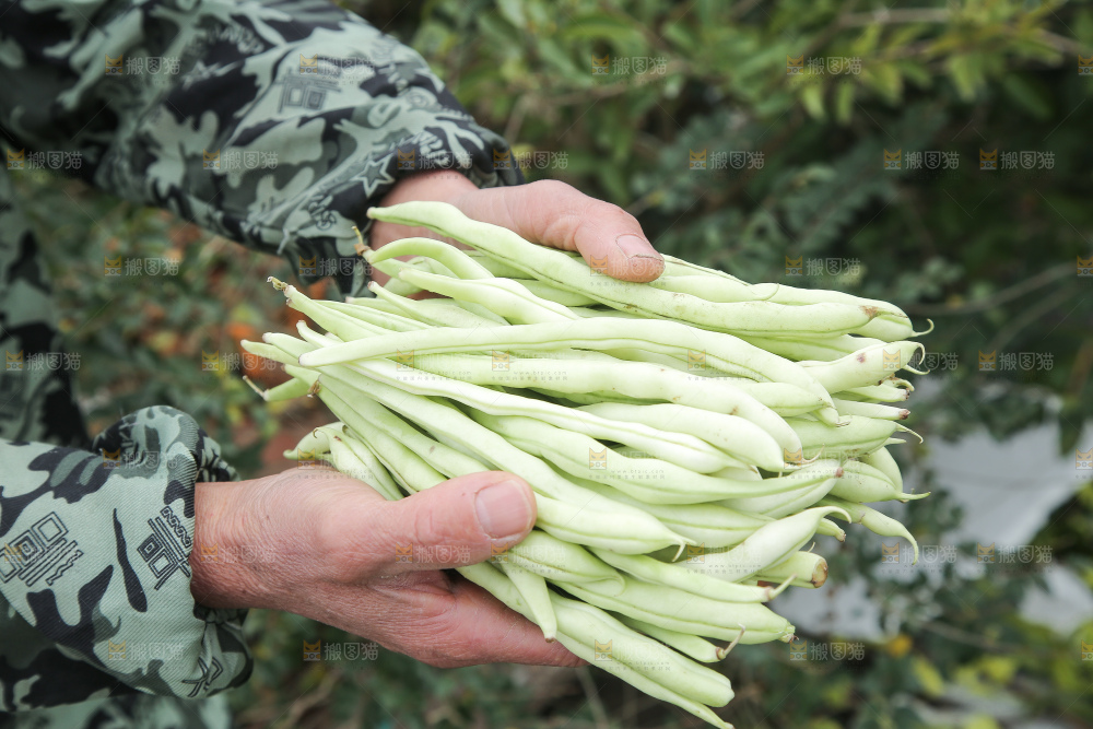 新鲜采摘的白芸豆角