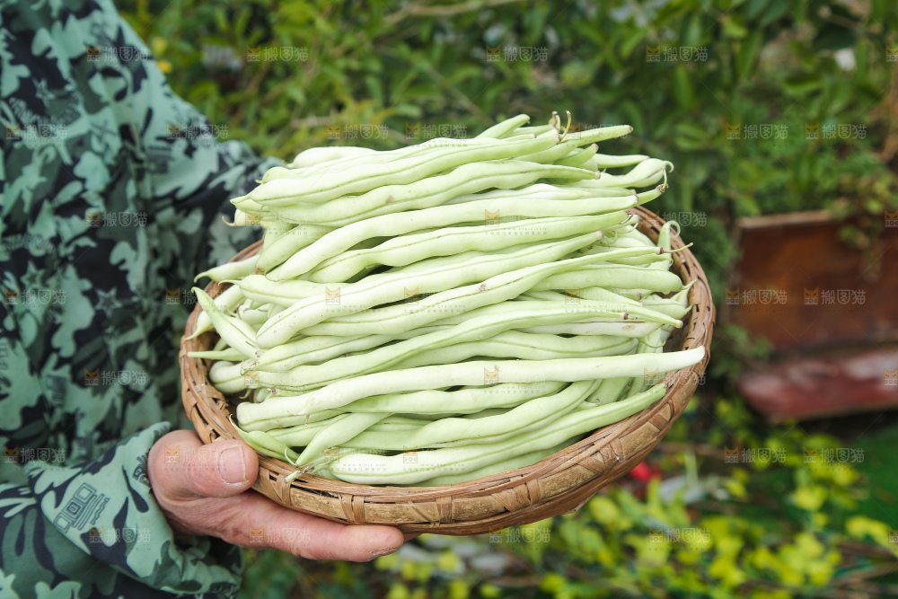 新鲜采摘的白芸豆角