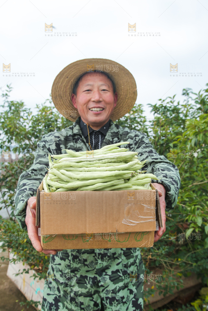新鲜采摘的白芸豆角