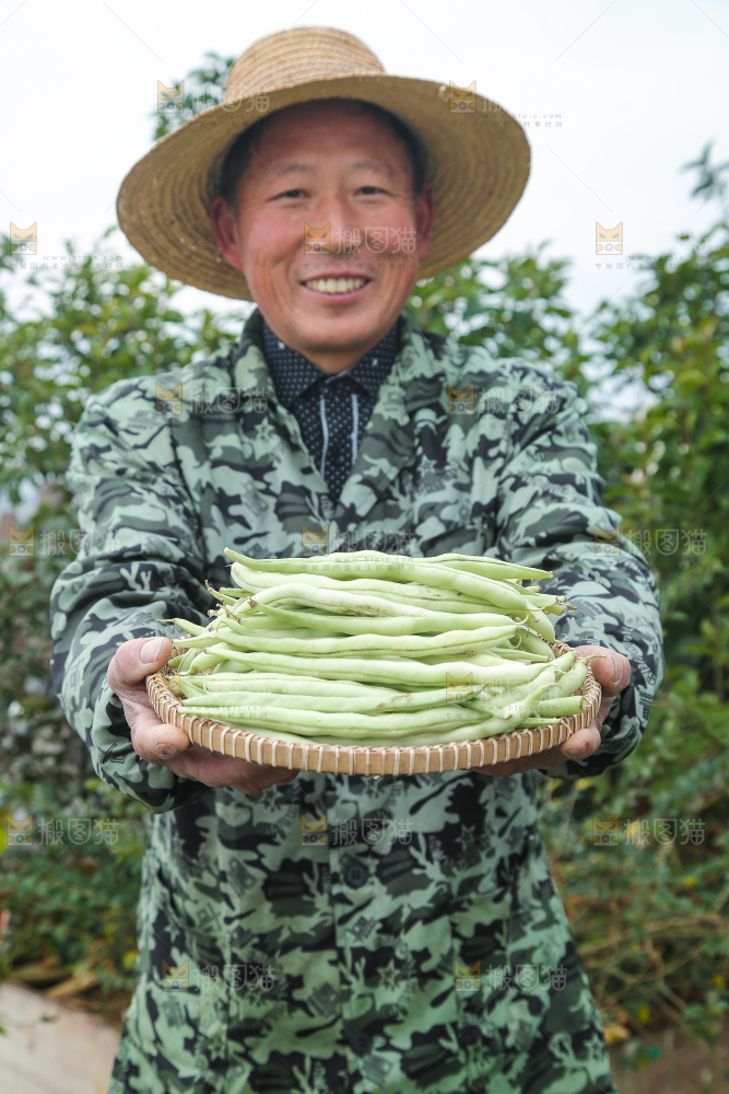 新鲜采摘的白芸豆角