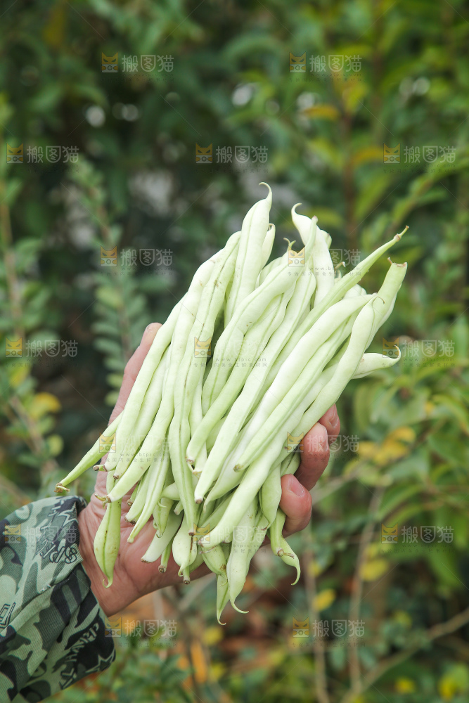 新鲜采摘的白芸豆角