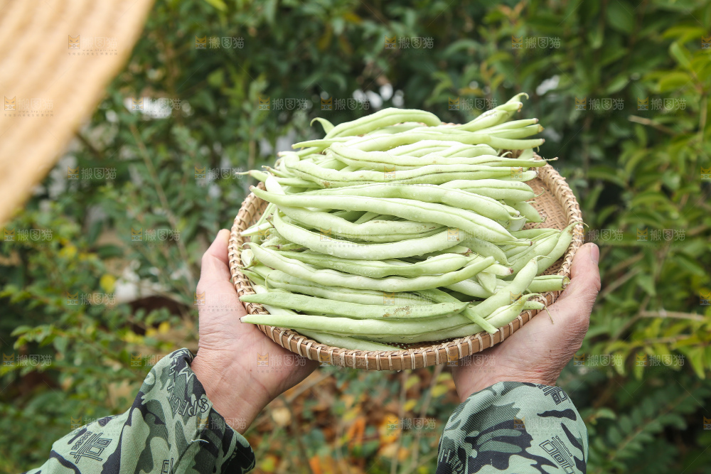 新鲜采摘的白芸豆角
