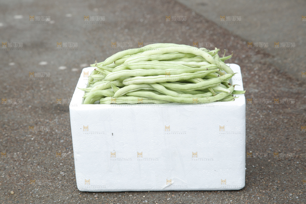 新鲜采摘的白芸豆角