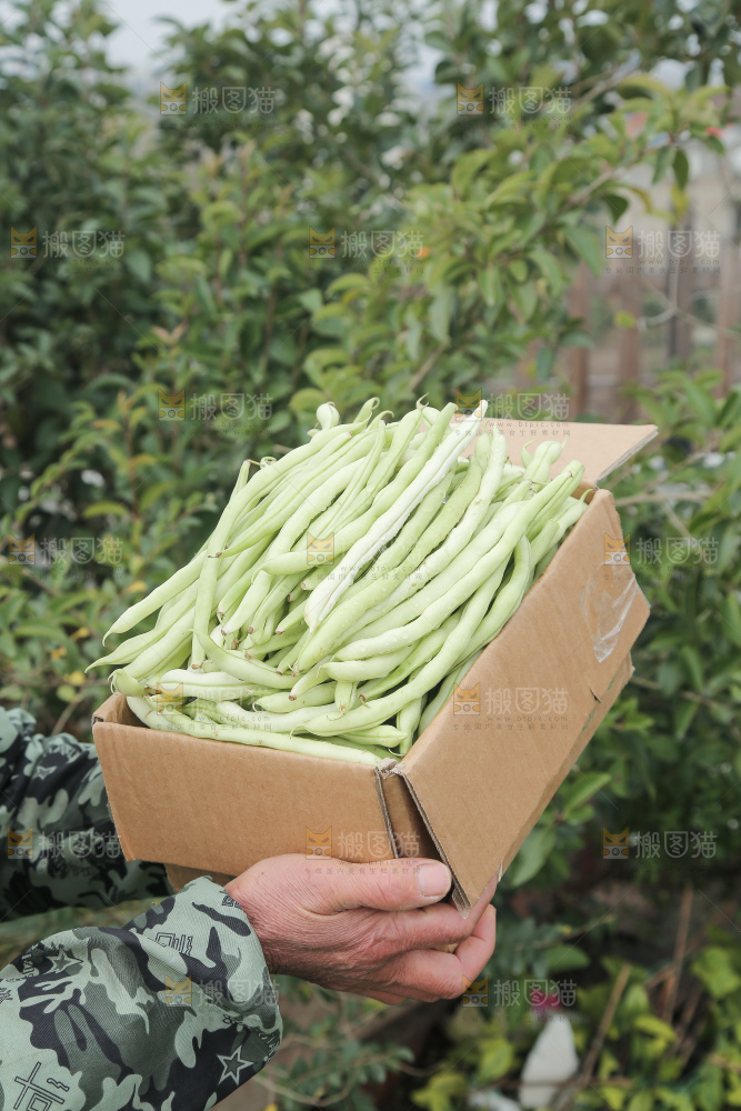 新鲜采摘的白芸豆角